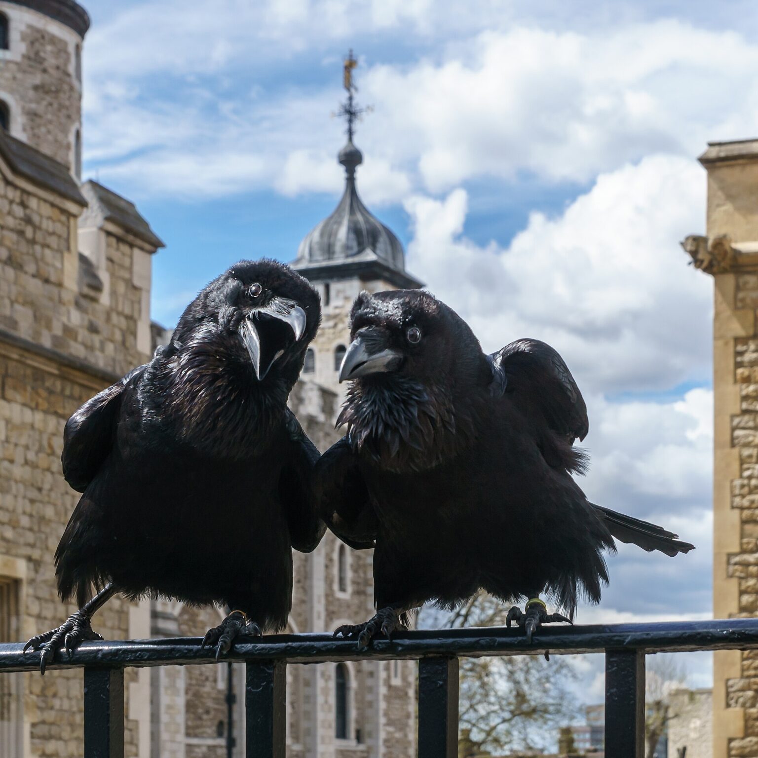 Due dei corvi leggendari della Torre di Londra, Jubilee e Munin